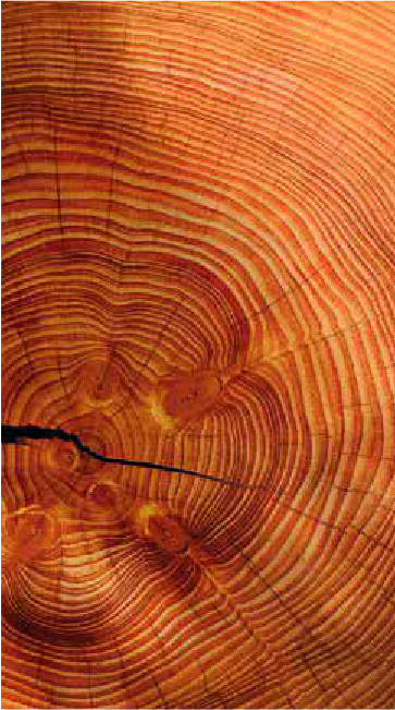 Sezione del tronco di un albero per gli infissi in legno massello.